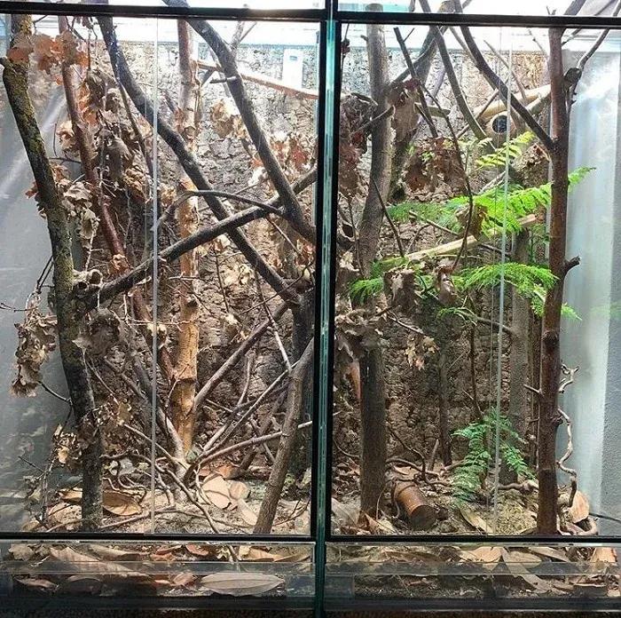 Leaf-tailed Gecko Terrarium Photo Contributed by @mantellasandmore on Instagram