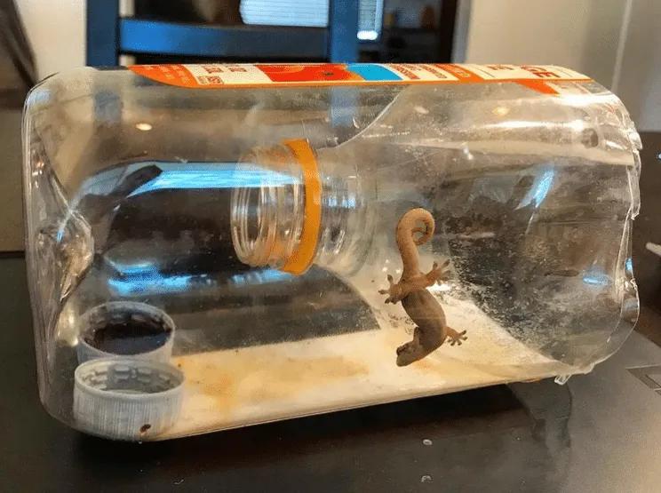 Gecko in a plastic bottle with the top of the bottle inverted
