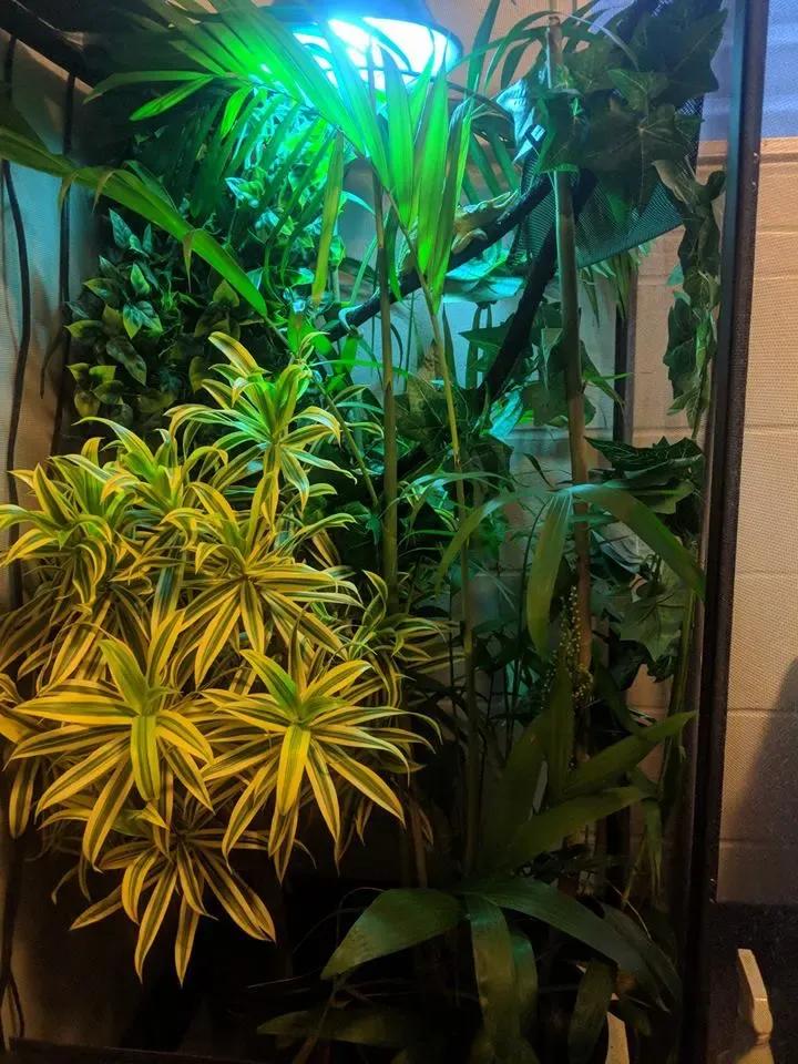 Large chameleon enclosure with plants