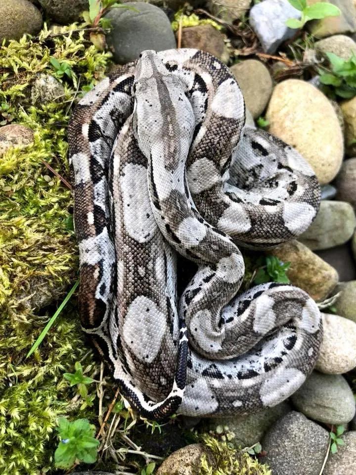 Boa imperator (Central American Boa/Common Boa)