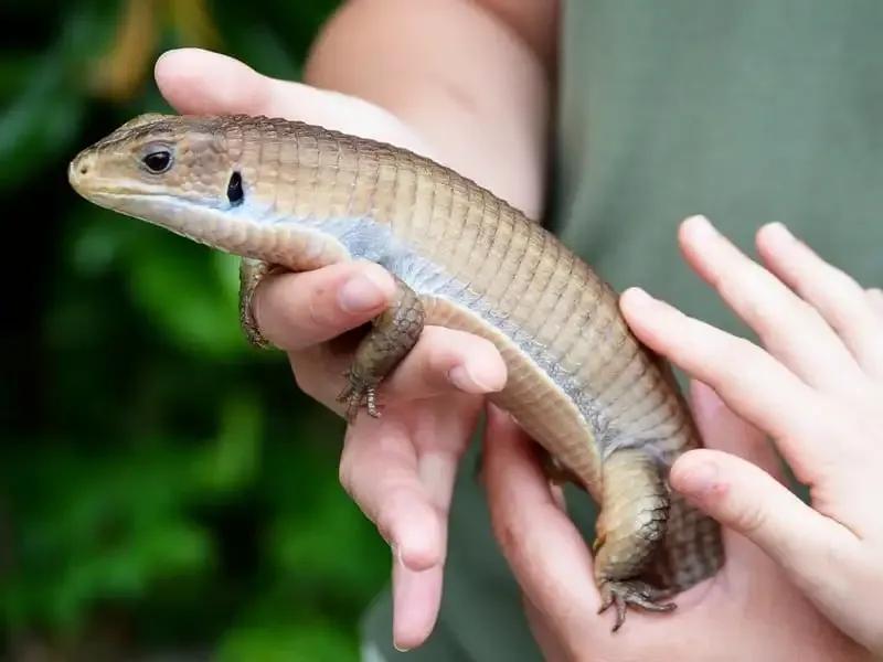 Sudan Plated Lizard being held