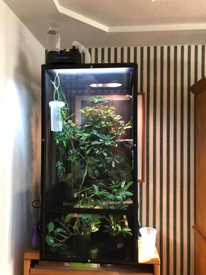 Large vertical Jackson's Chameleon enclosure