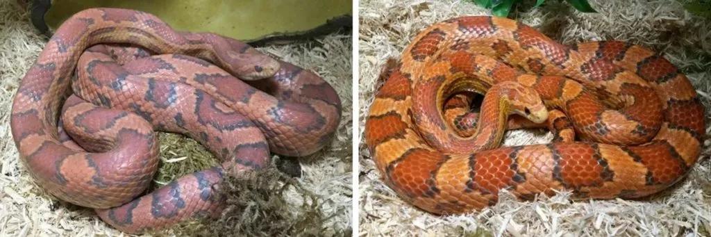 corn snake shedding before and after