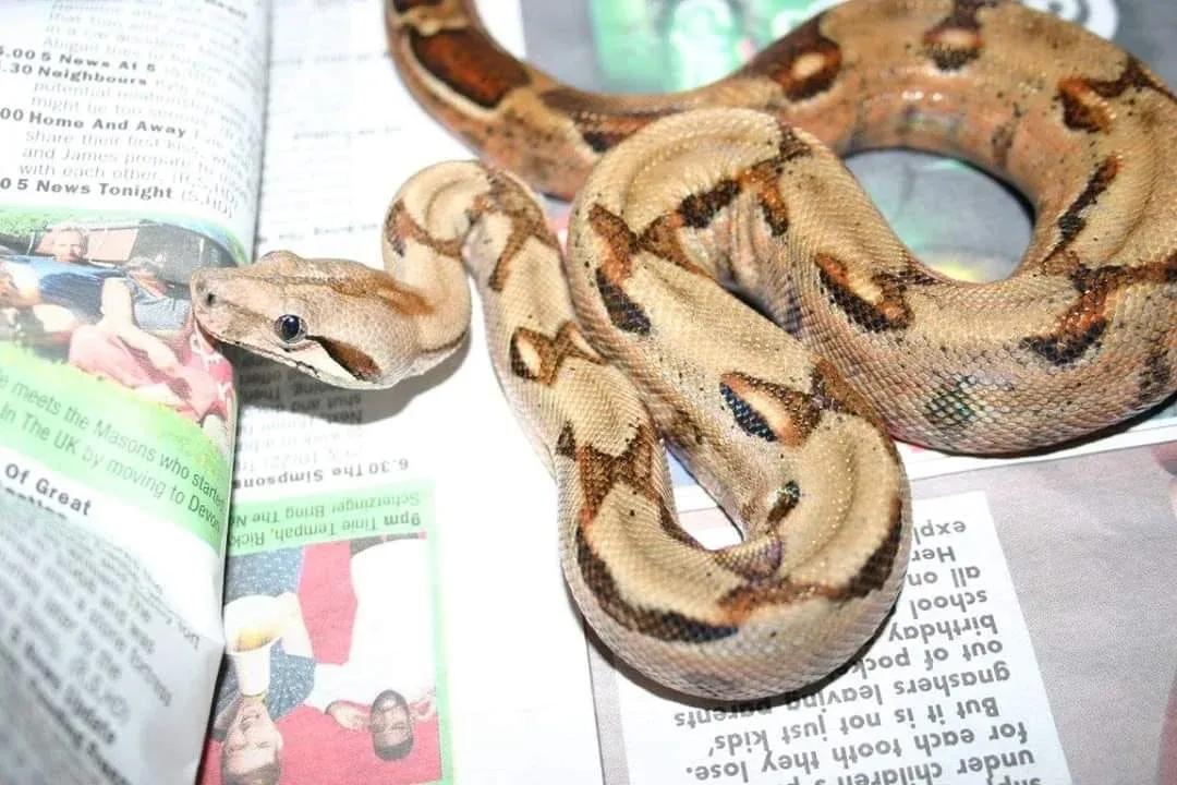 Boa imperator (Central American Boa/Common Boa)