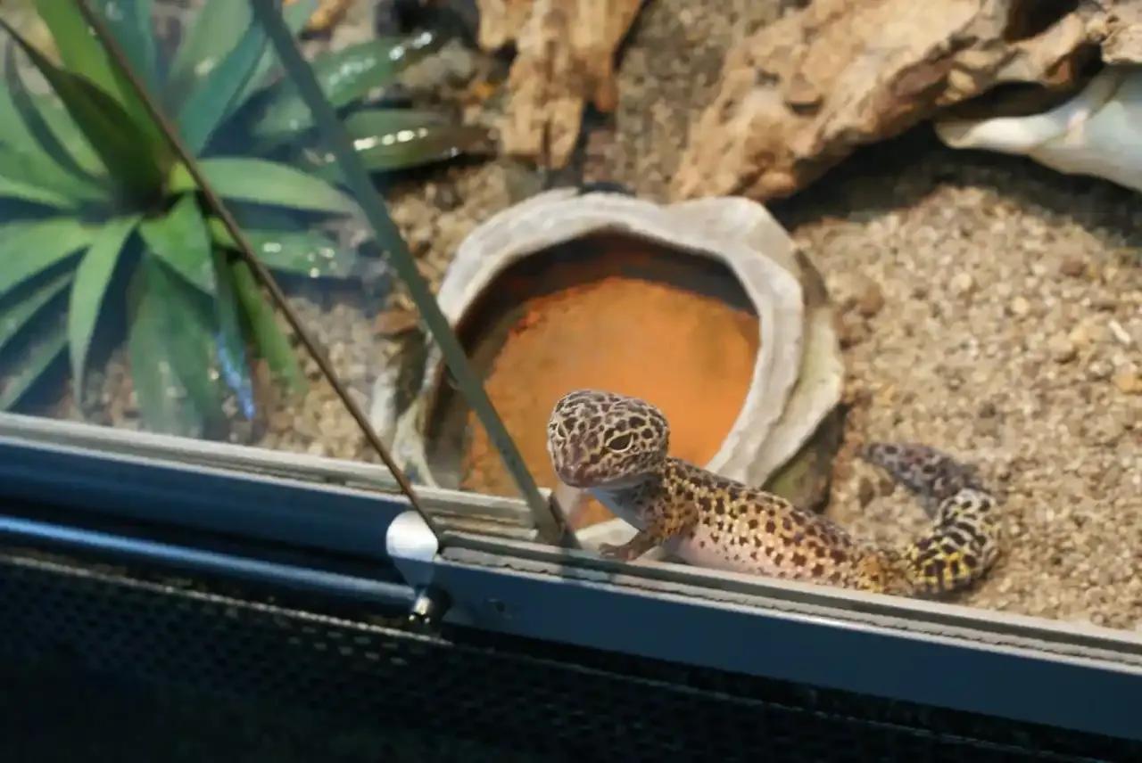 Leopard gecko looking out of enclosure