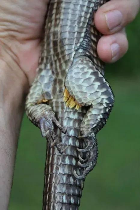 Male Sudan Plated Lizard with prominent pores marked by waxy secretions. Pores are not clearly visible in the male here due to a blockage that was being treated at the time the photo was taken.