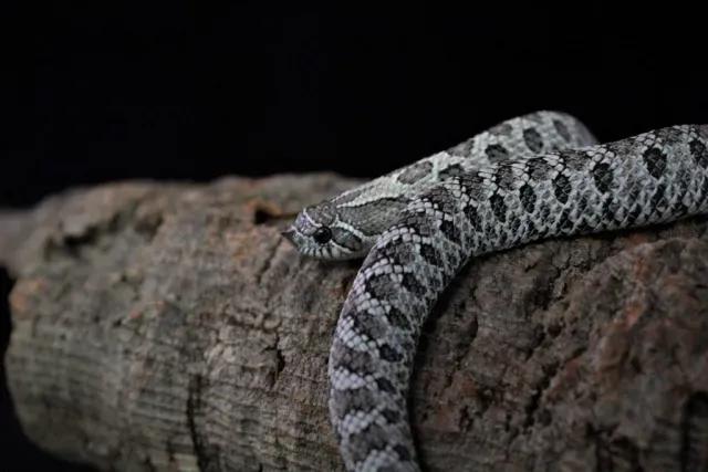 Axanthic het lavender H. nasicus on a branch