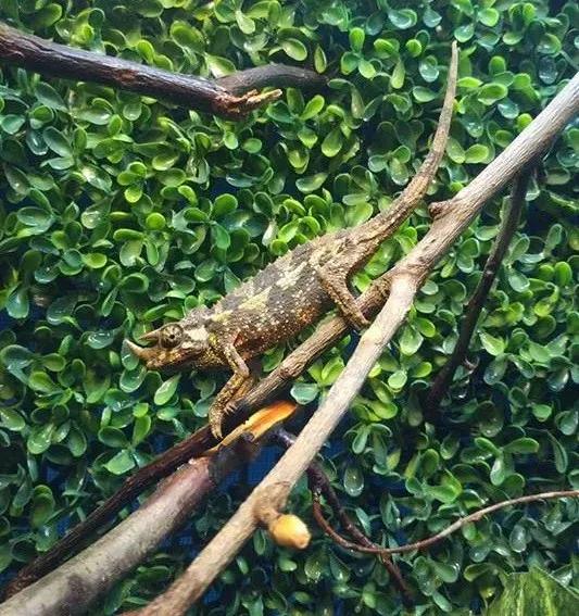 Jackson’s Chameleon on a branch