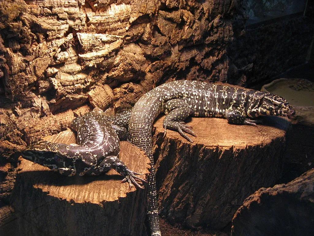 Tegus on tree stumps
