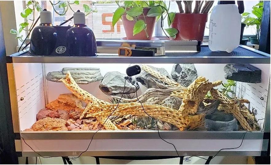 Ocellated Skink Terrarium