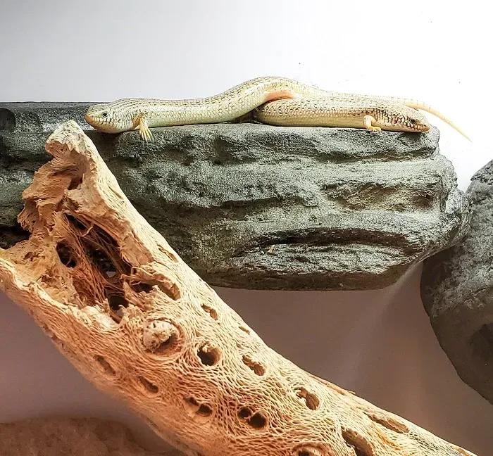 ocellated skink on edge in enclosure