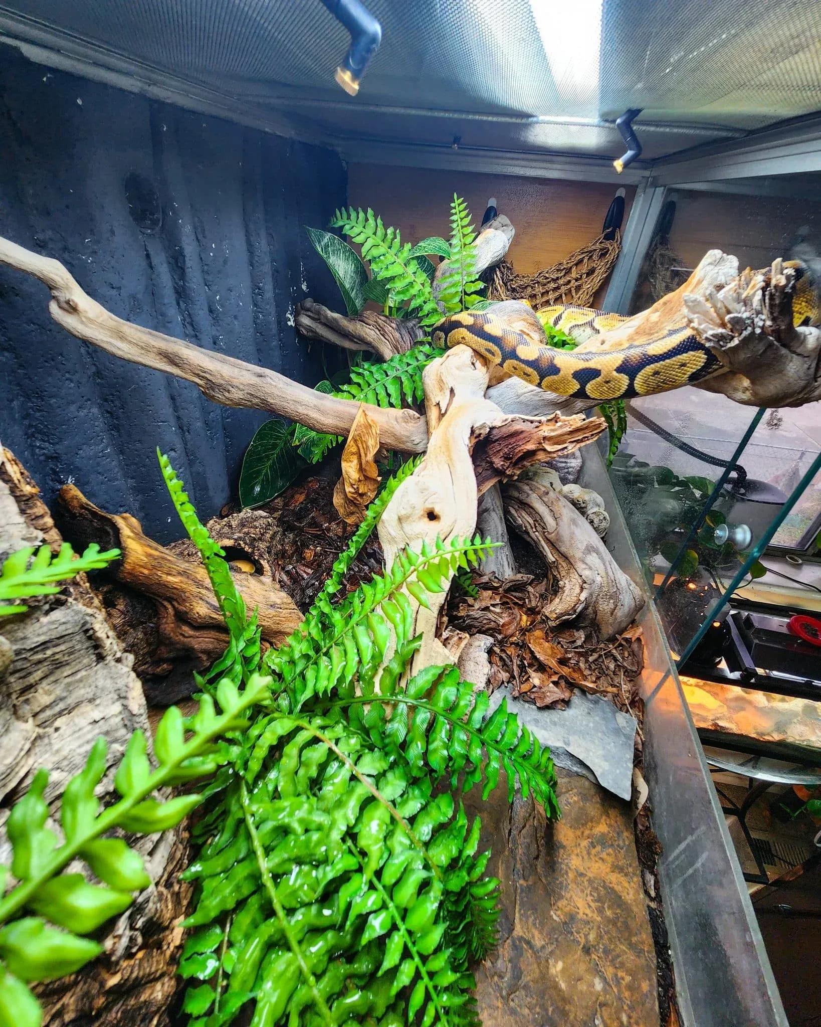 Ball Python Enclosure Size