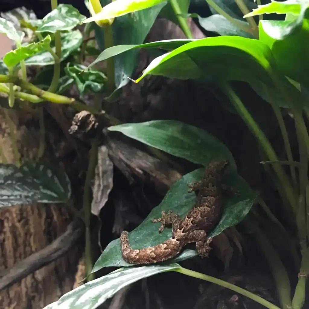 Mourning Gecko on a plant in a vivarium