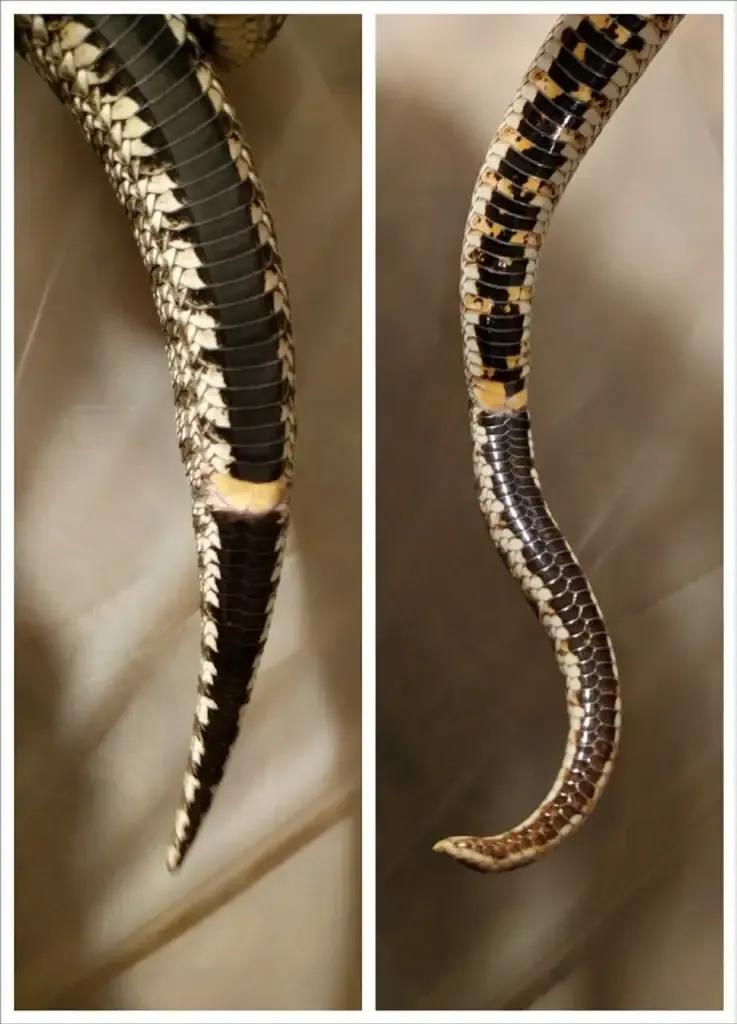 male and female vent (cloaca) and body behind it (the tail)