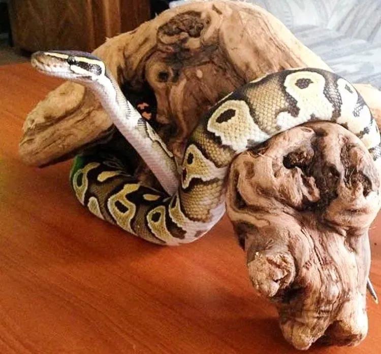 Kent Pimental Ball Python Enrichment