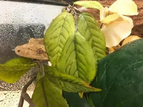 Crested Gecko Decor
