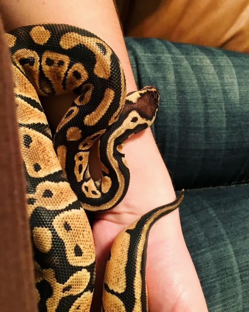 Ball Python Handling Safety