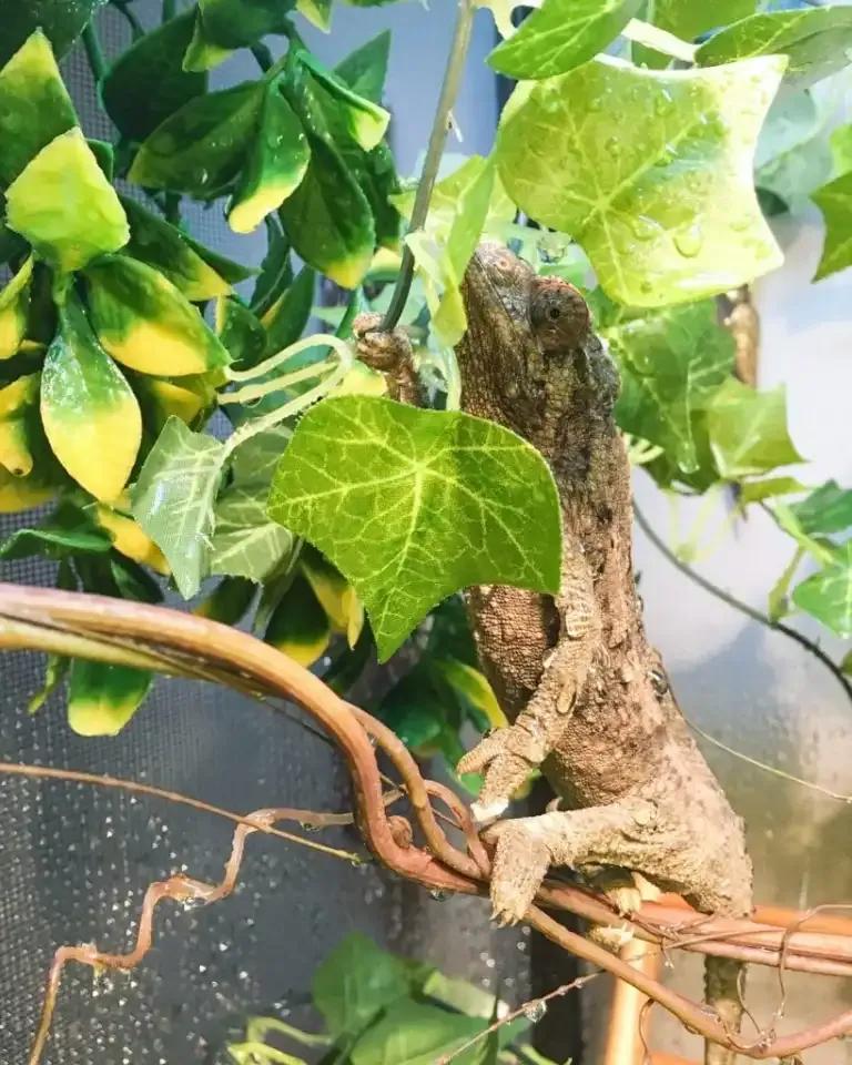 Jackson's Chameleon climbing on a potted plant