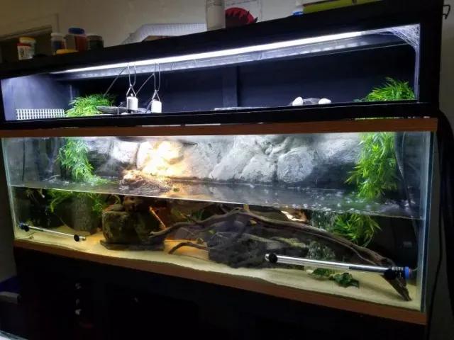 Red-Eared Slider Tank Example