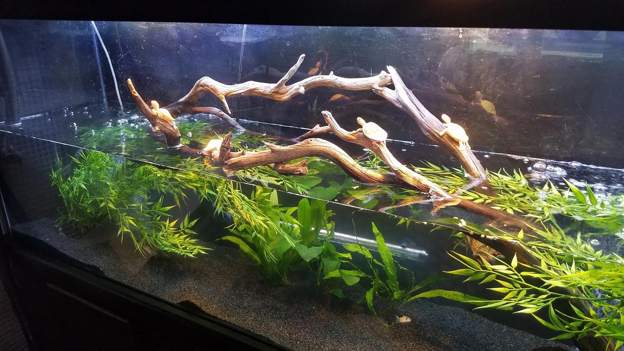 Red-Eared Slider Turtle Tank Photo Contributed by Jace Vang