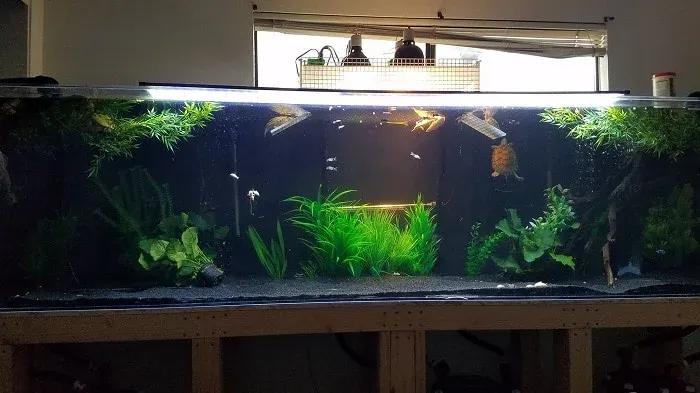 Red-Eared Slider Turtle Tank Photo Contributed by Jace Vang