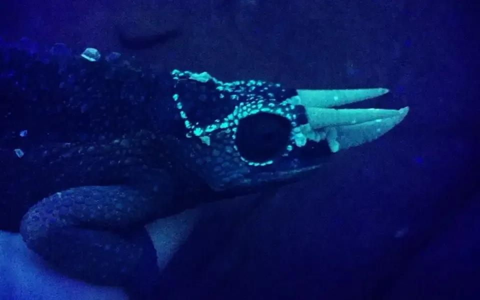 Male Jackson's Chameleon demonstrating fluorescence under UV light