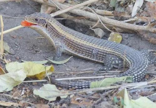 Sudan Plated Lizard with food in its mouth