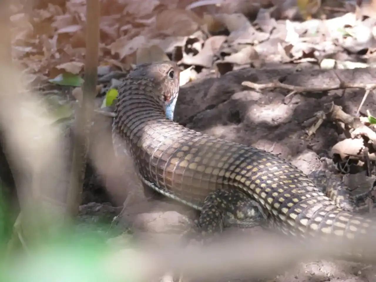 Sudan Plated Lizard in the sunlight outside