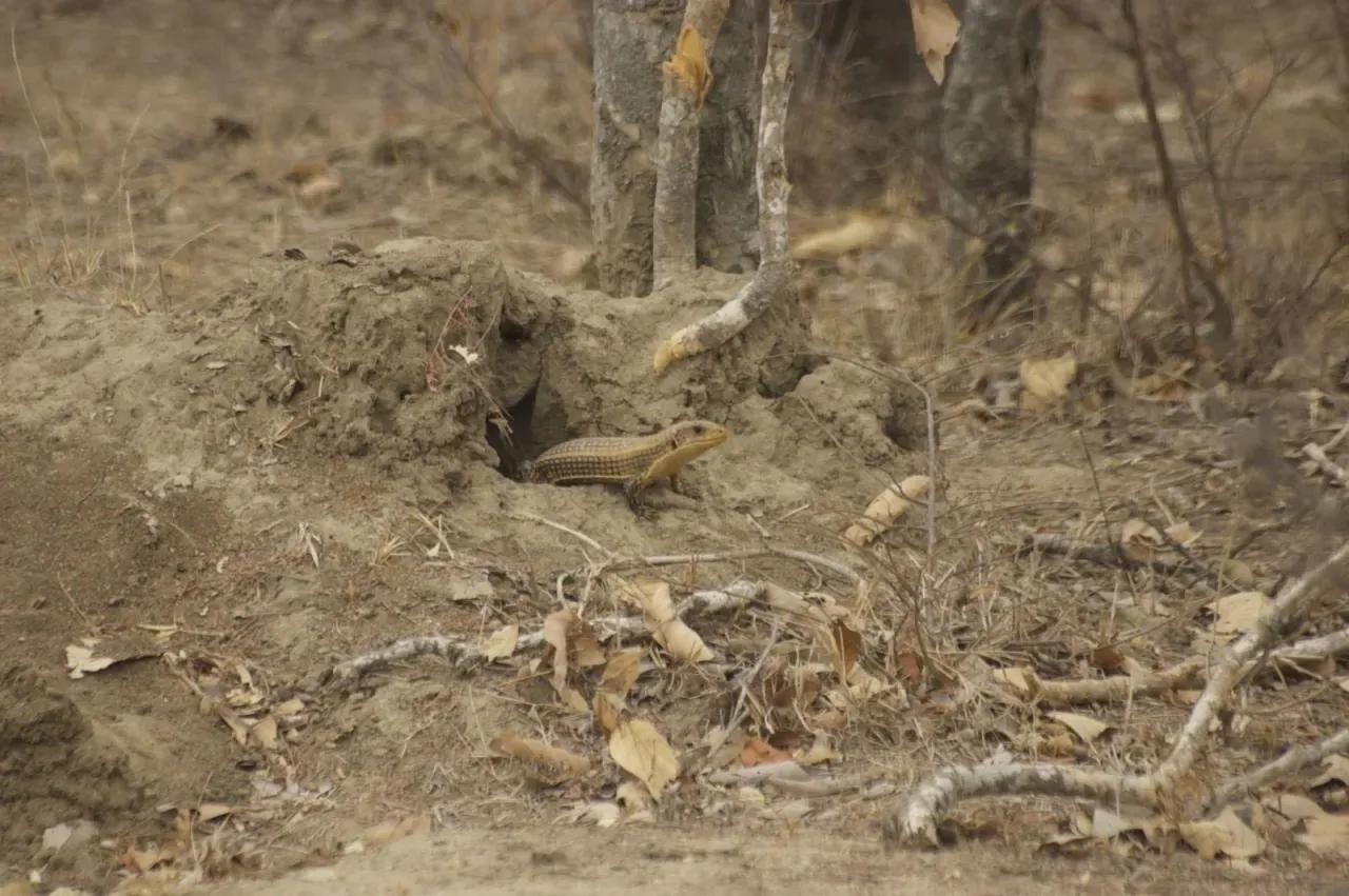 Sudan Plated Lizard coming out of burrow