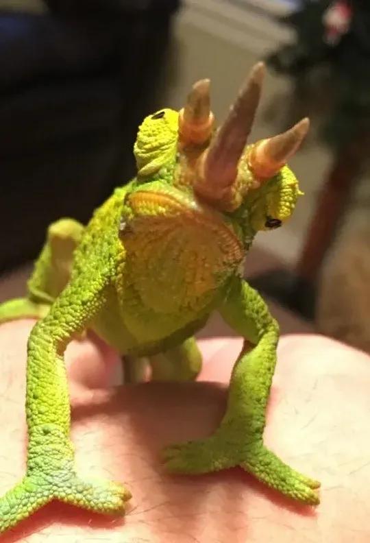 Jackson’s Chameleon on a hand