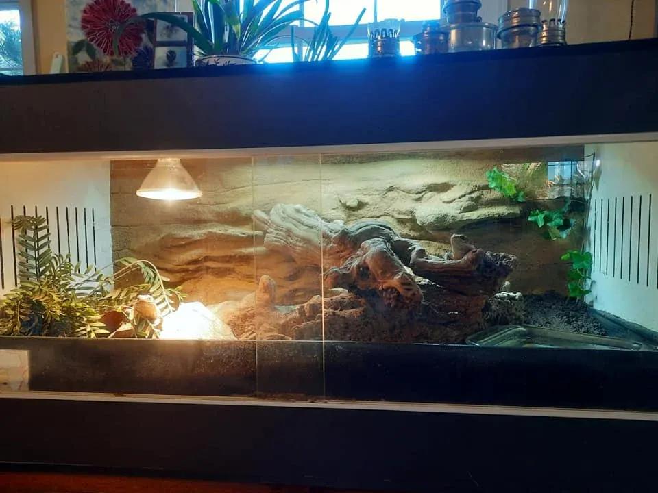 Sudan Plated Lizard Enclosure Photo Contributed by Katie Wilkins