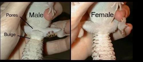areas before and after the vent on male and female geckos