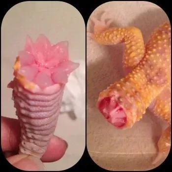Dropped leopard gecko tail