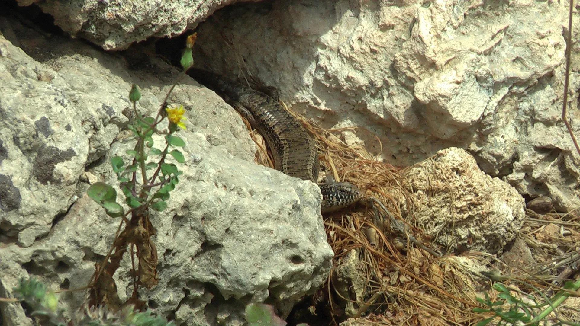 Ocellated Skink among some dried grasses and rocks