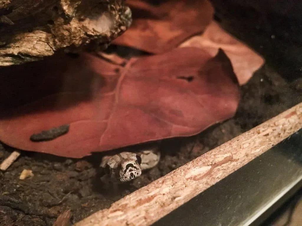 Boa Constrictor Leaf Litter