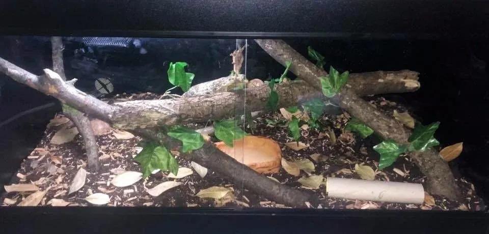 Ball Python enclosure photo Contributed by Nicole Inglis