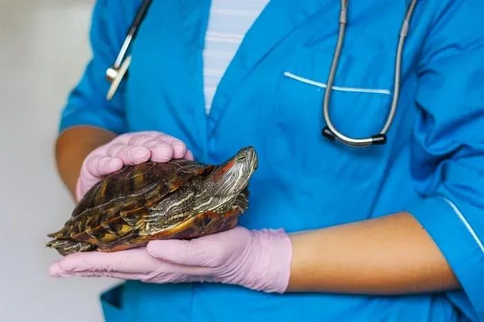 Turtle being held by vet