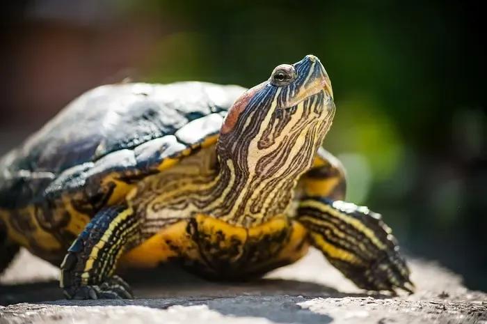 Red-Eared Slider in sun