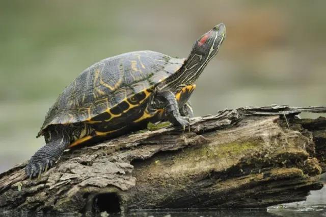 Red-Eared Slider (Trachemys scripta elegans)