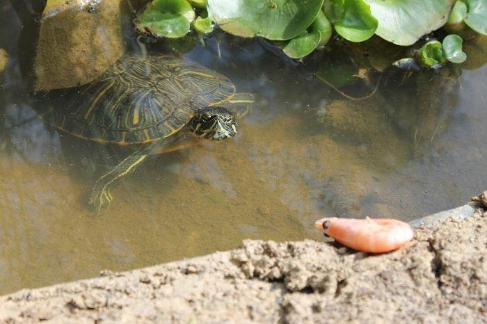 Red-Eared Slider next to shrimp