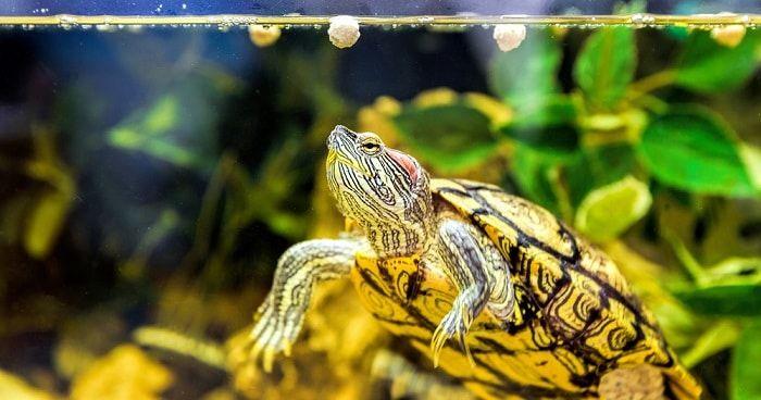 Red-Eared Slider swimming in tank
