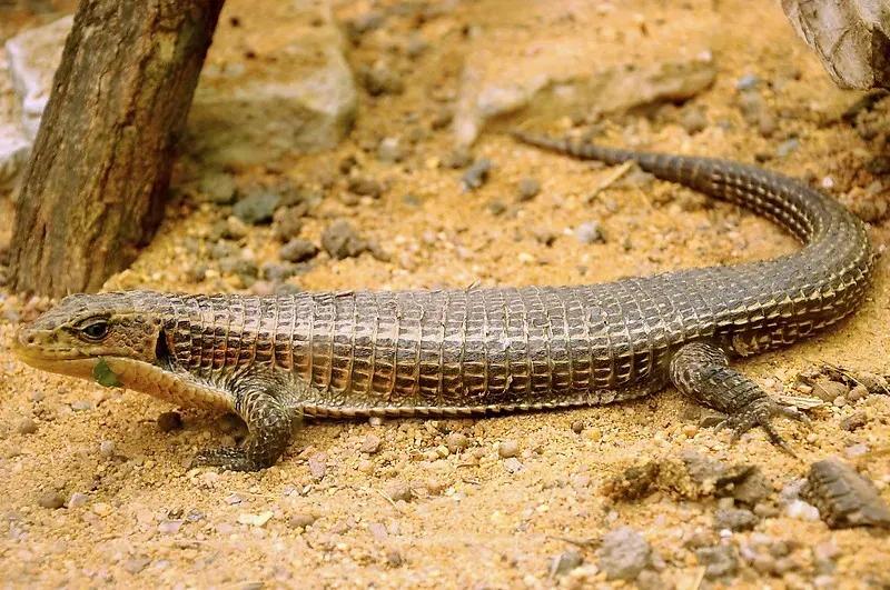 Sudan Plated Lizard on dry sandy ground