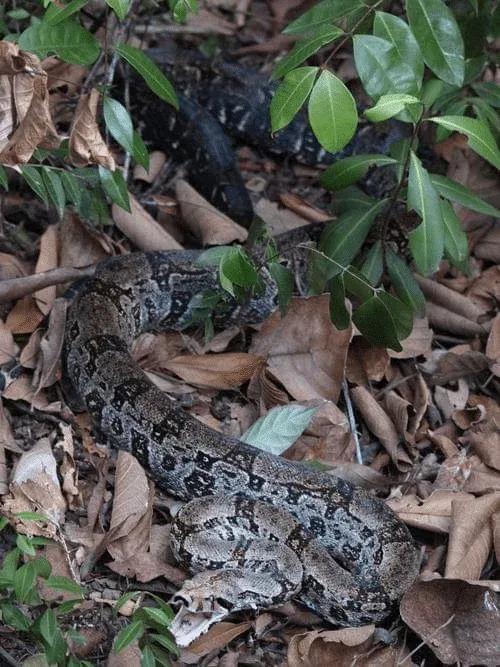 Boa constrictor orophias (St. Lucia Boa)