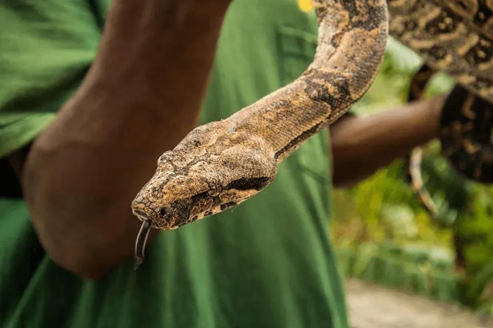 Boa constrictor orophias (St. Lucia Boa)