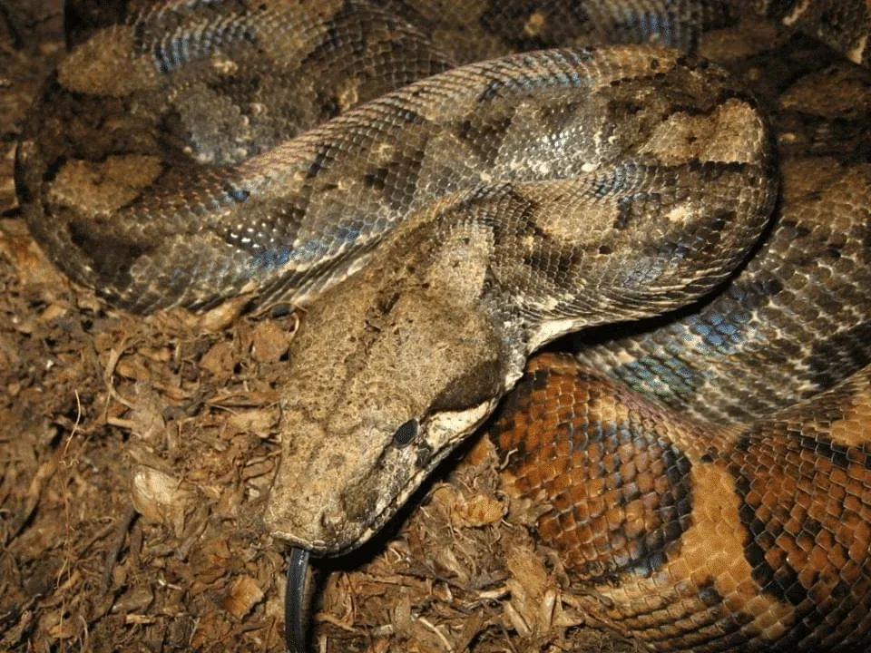 Boa constrictor ortonii (Macanche Boa/Orton’s Boa)