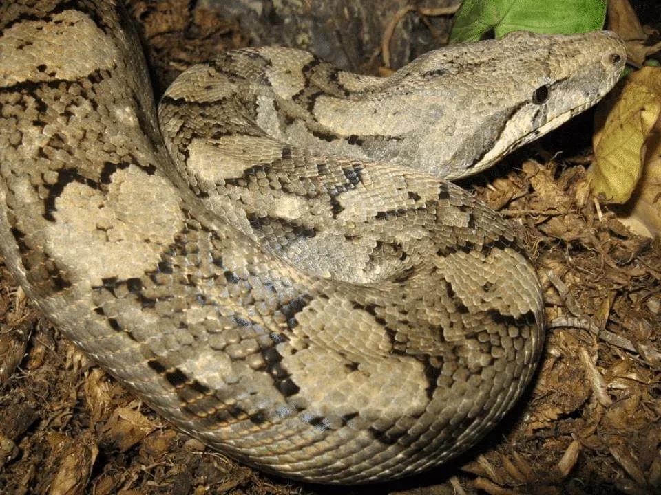 Boa constrictor ortonii (Macanche Boa/Orton’s Boa)