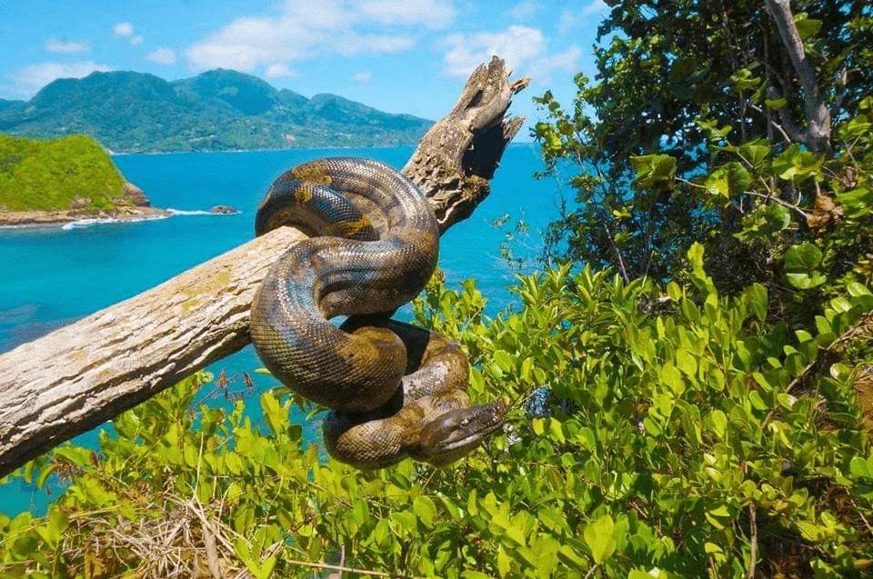 Boa constrictor nebulosa (Clouded Boa)