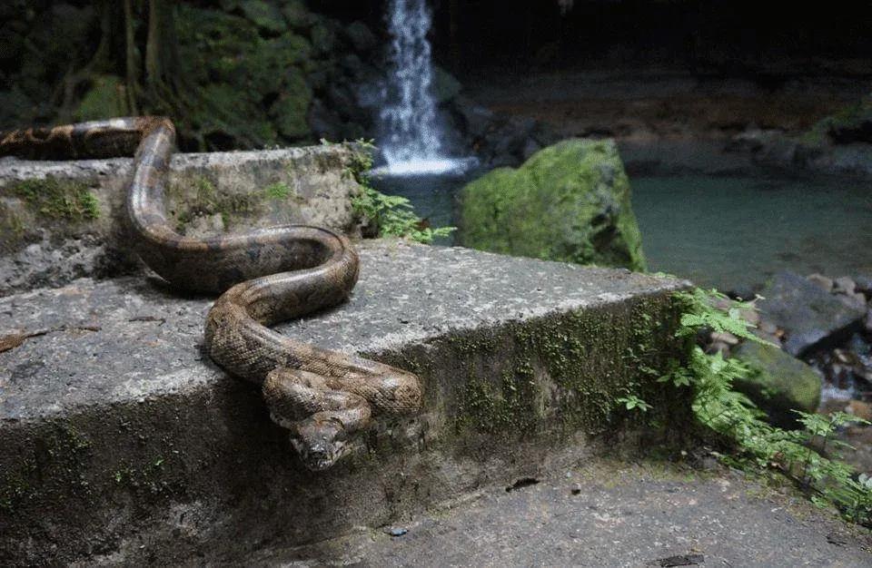 Boa constrictor nebulosa (Clouded Boa)