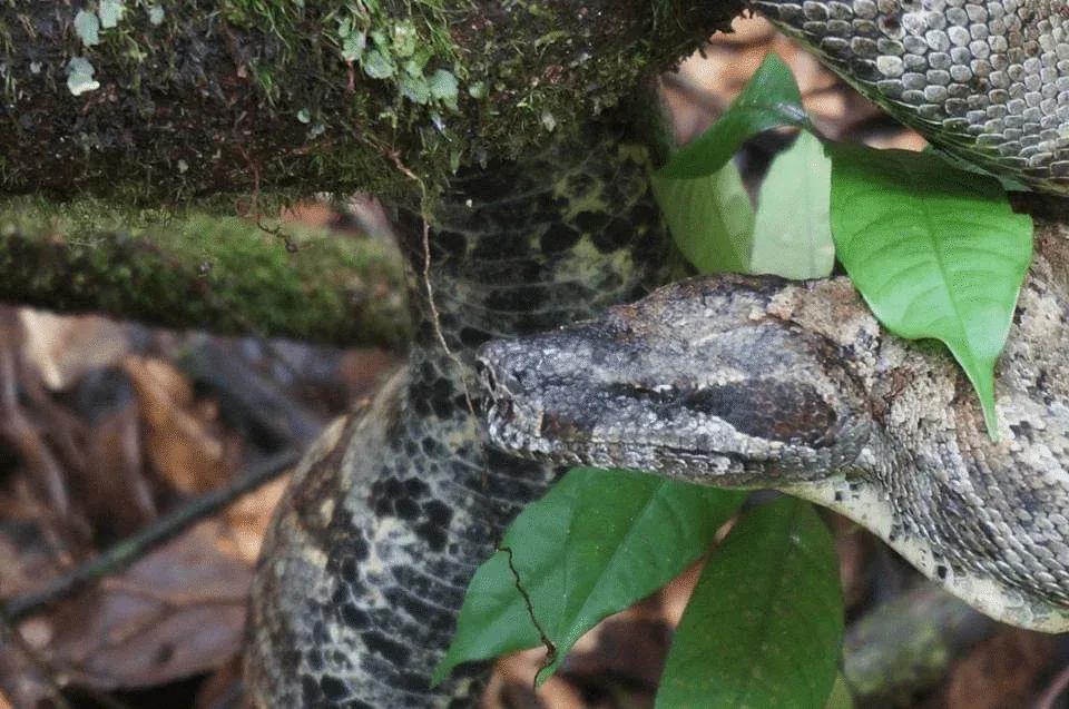 Boa constrictor nebulosa (Clouded Boa)