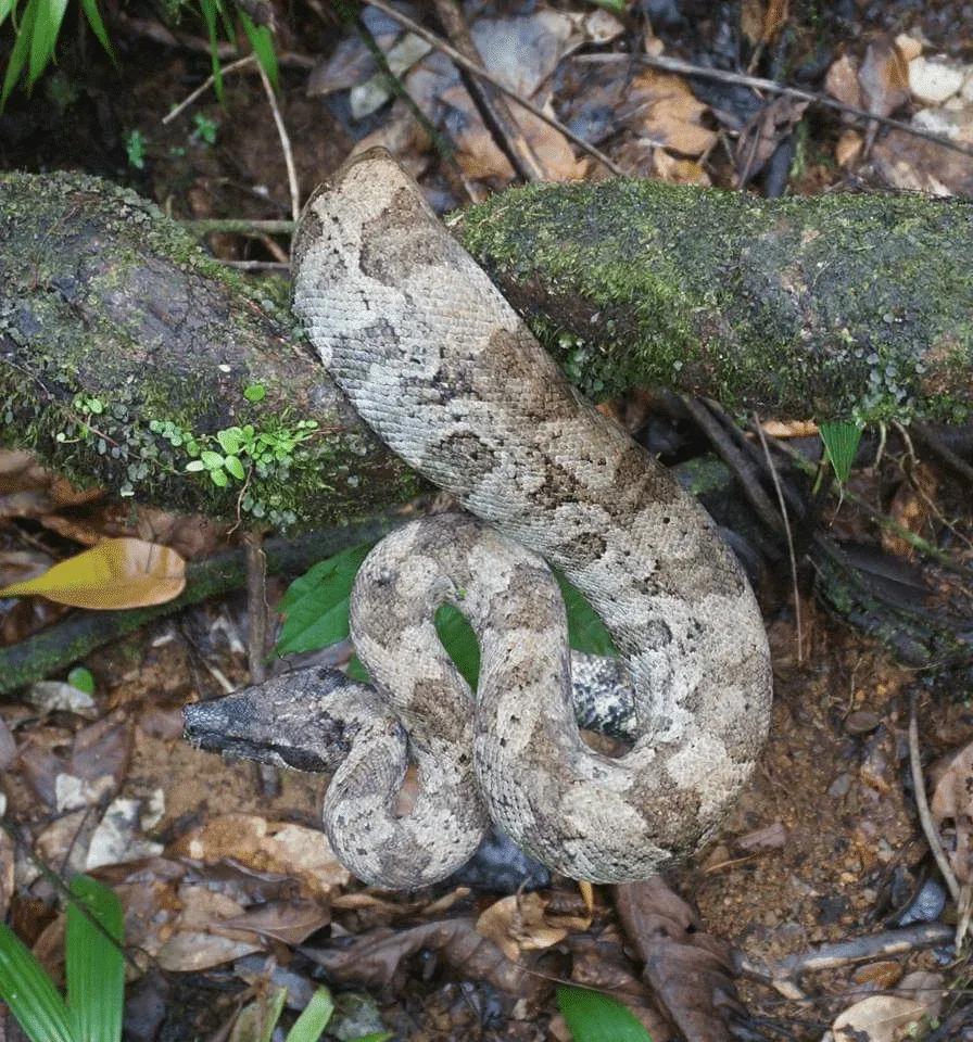 Boa constrictor nebulosa (Clouded Boa)